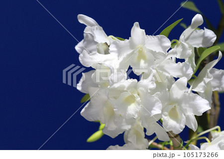 デンドロビュウムの花 105173266