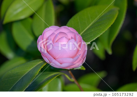 咲き始めたオトメツバキ 105173292