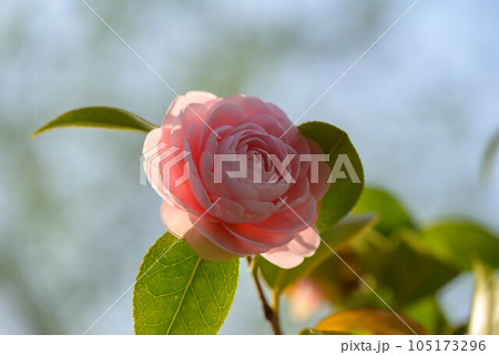 咲き始めたオトメツバキ 105173296