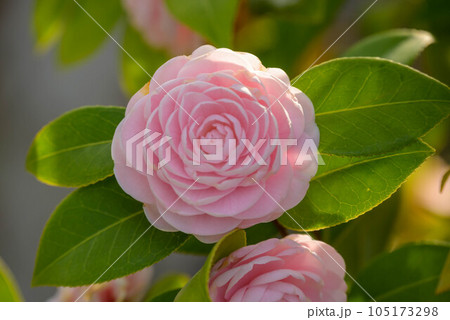 咲き始めたオトメツバキ 105173298