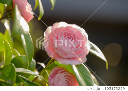 咲き始めたオトメツバキ 105173299