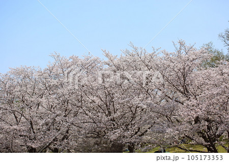 桜　ソメイヨシノの花　満開 105173353