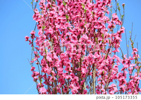 ハナモモの花 ハナモモの花 105173355