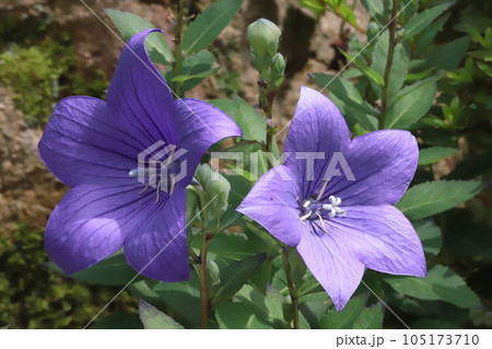 キキョウの花 105173710