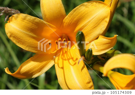 にっこうきすげ 105174309