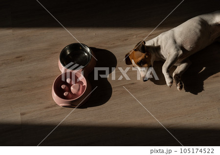 A double bowl for slow feeding and a bowl of water for the dog. The dog Jack Russell Terrier lies near a pink plate with dry food on a wooden floor. A double bowl for slow feeding and a bowl of water for the dog. The dog Jack Russell Terrier lies near a pink plate with dry food on a wooden floor. 105174522