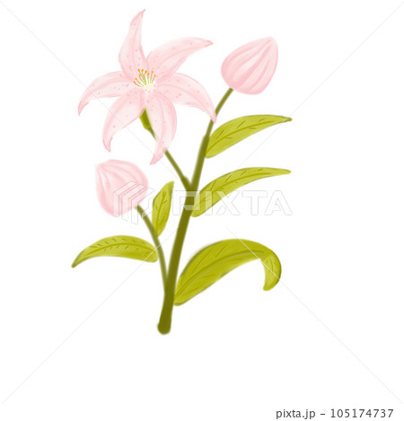 pink lily isolated on white background 105174737