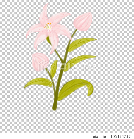 pink lily isolated on white background 105174737