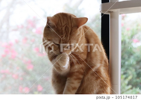 ごめん。猫アメリカンショートヘアレッドタビー 105174817