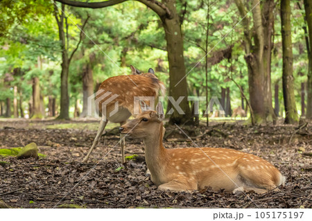 木陰で涼む鹿 105175197