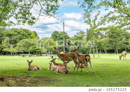 奈良公園の鹿 奈良公園の鹿 105175225