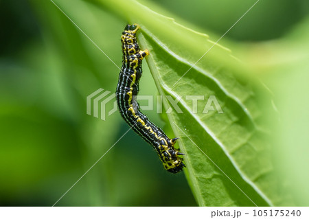 クロマダラエダシャク幼虫 クロマダラエダシャク幼虫 105175240