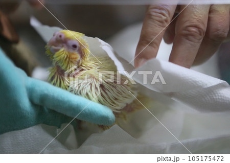 インコ オウム いんこ 105175472
