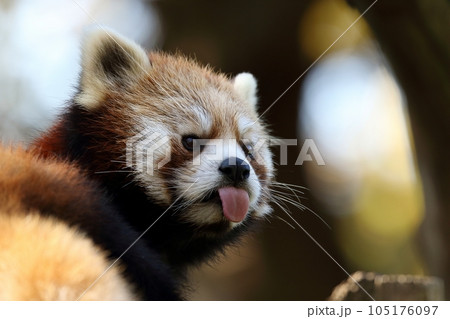 舌を出すレッサーパンダ 舌を出すレッサーパンダ 105176097