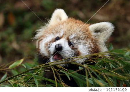 竹を食べるレッサーパンダのアップ 竹を食べるレッサーパンダのアップ 105176100