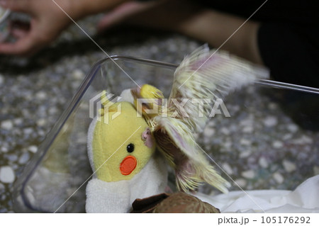 バーディー 小鳥 ことり 105176292