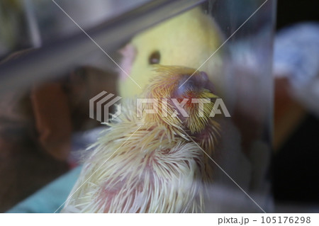 バーディー 小鳥 ことり 105176298