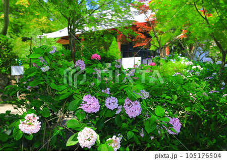 【大阪府】久安寺の薬師堂と紫陽花 【大阪府】久安寺の薬師堂と紫陽花 105176504