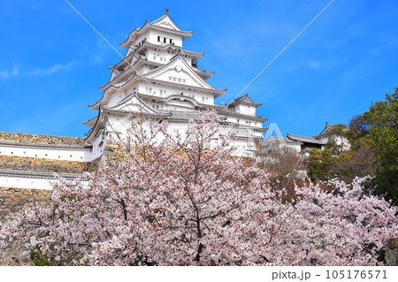 【兵庫県】晴天下の姫路城と満開の桜 105176571