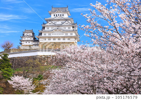【兵庫県】晴天下の姫路城と満開の桜 105176579