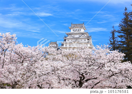 【兵庫県】晴天下の姫路城と満開の桜 105176581