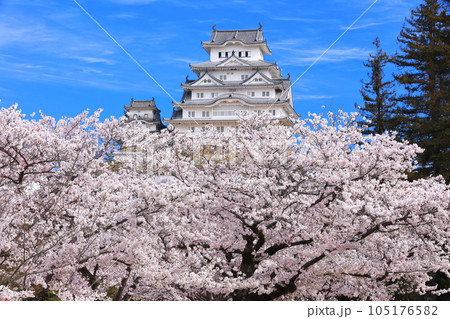 【兵庫県】晴天下の姫路城と満開の桜 【兵庫県】晴天下の姫路城と満開の桜 105176582