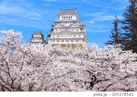 【兵庫県】晴天下の姫路城と満開の桜 105176583