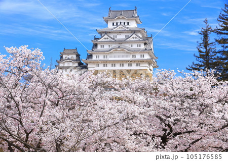 【兵庫県】晴天下の姫路城と満開の桜 105176585