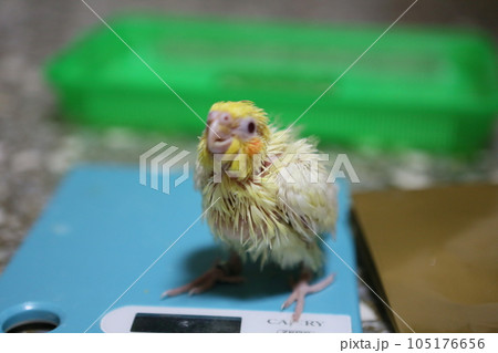 青空 青い空 ブルースカイ 105176656