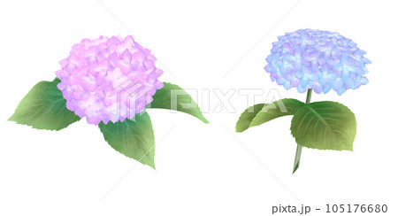 ピンク色と青色の紫陽花セット 水彩画 ピンク色と青色の紫陽花セット 水彩画 105176680