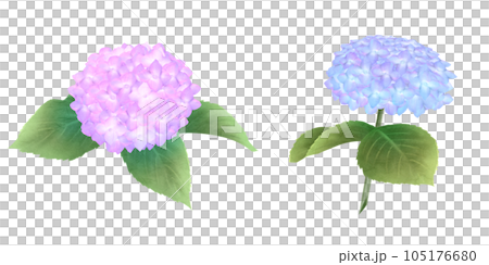 Pink and blue hydrangea set watercolor Pink and blue hydrangea set watercolor 105176680