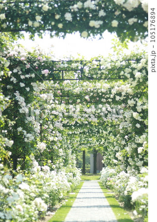 薔薇のある歩道 105176894