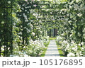 薔薇のある歩道 105176895