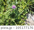 道に咲くアザミ 105177176