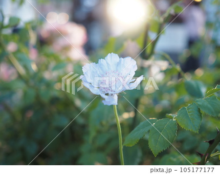 ライトアップされた白いバラ ライトアップされた白いバラ 105177177