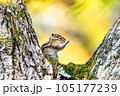 木の合間で顔を洗うシマリス 105177239