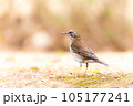 たたずむ野鳥をローアングルで 105177241