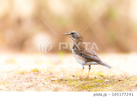 たたずむ野鳥をローアングルで たたずむ野鳥をローアングルで 105177241