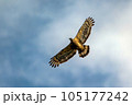 大空を飛んでいくタカ 105177242
