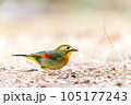綺麗な野鳥　外来種 105177243