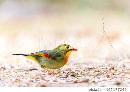 綺麗な野鳥　外来種 105177243