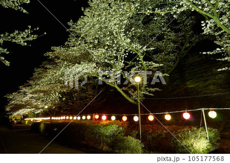 山梨県勝沼市　甚六桜公園の夜桜とEF64 105177568