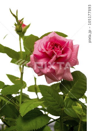 Pink rose flower on white background 105177893