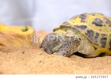 すやすや眠るヨツユビリクガメ すやすや眠るヨツユビリクガメ 105177957