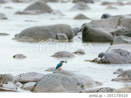 カワセミのいる風景 カワセミのいる風景 105178010