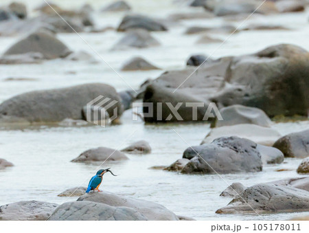 カワセミのいる風景 105178011