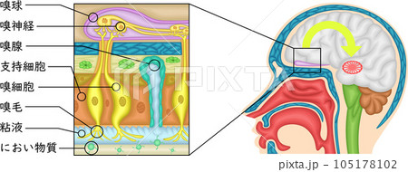 嗅覚 イラスト 日本語のイラスト素材 [105178102] PIXTA