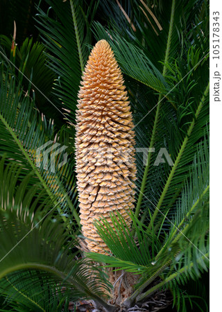 ソテツの雄花 105178343