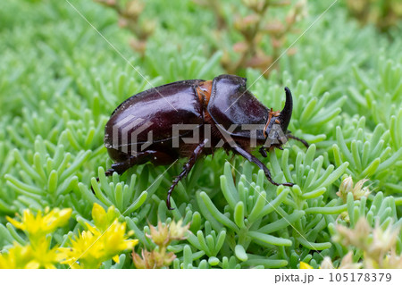 Close-up view of European Rhinoceros Beetle. Oryctes Nasicornis. Close-up view of European Rhinoceros Beetle. Oryctes Nasicornis. 105178379