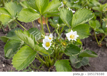 Flowering strawberry bushes in the garden in springtime. Flowering strawberry bushes in the garden in springtime. 105178380